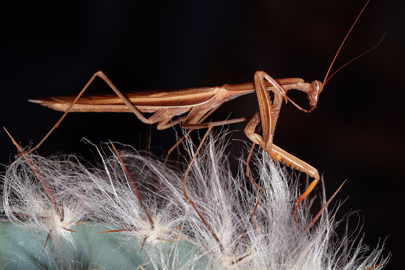 Maschio di Mantis religiosa